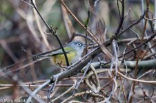 9672_Green Shrike-babbler.jpg