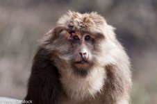 9601_Tibetan macaque (Macaca thibetana).jpg