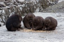 9687_Tibetan macaque (Macaca thibetana).jpg