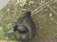 shag from Norwich monastery car park wall.JPG