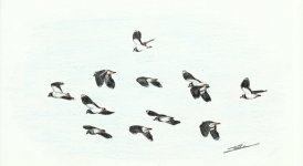 lapwing_flock_1_1200.jpg