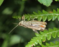 Grasshopper 1.jpg