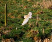 433 Barnowl.jpg