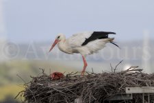 Stork_7d_400II.jpg