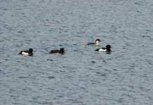 Tufted Duck.jpg