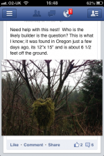 mystery Oregon nest.png