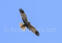 Marsh harrier f7d.jpg