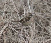 Meadow Bunting.jpg