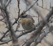 Siberian Accentor.jpg