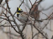 Yellow-throated Bunting.jpg