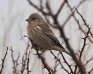 Pallas's Rosefinch.jpg