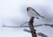 Arctic Redpoll Pasvik march2013 Amundsen Biotope.jpg