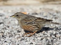 Alpine Accentor_5851.jpg