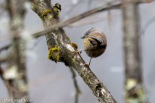 9741_Grey-hooded Fulvetta (Fulvetta cinereiceps cinereiceps).jpg