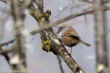 9742_Grey-hooded Fulvetta (Fulvetta cinereiceps cinereiceps).jpg