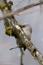 9744_Grey-hooded Fulvetta (Fulvetta cinereiceps cinereiceps).jpg