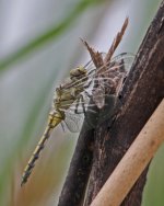 z Dragonfly Ruddy Darter (Sympetrum sanguineum) fem  Metochi Lesvos 11051220120511_LQ.jpg