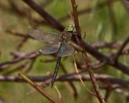 z Dragonfly Lesser Emperor Anax parthenope Petra reservoir Lesvos 09051220120509_LQ.jpg