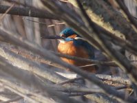 Common Kingfisher (Alcedo atthis)_5.jpg