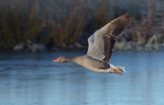 greylag.JPG