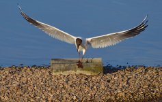 black-headed gull.JPG