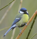 Great Tit (748x800).jpg