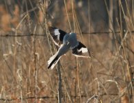 Chinese Grey Shrike.jpg