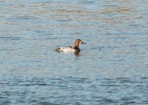 Common Pochard.jpg