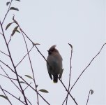 Waxwing3.jpg