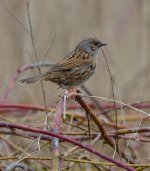 dunnock.jpg