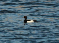 Tufted Duck.jpg