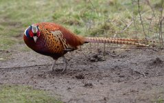 pheasant.JPG