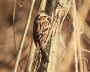 Yellow-throated Bunting.jpg