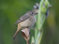 daurian redstart.jpg