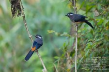 sibia, white-eared001.jpg