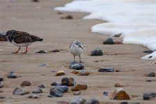 sanderling 1.jpg