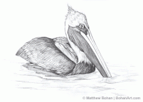 brpelican.gif