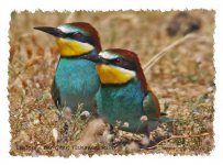 1A Bee-eater european ( merops apiaster ) B fields off Tiskanias River Lesvos 1805111LQ.jpg