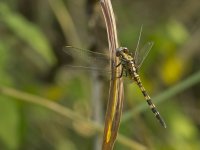 Birdforum - Unidentifed Dragonfly - 102_0877 - 11 January 2013, Shai Hills, Ghana.jpg