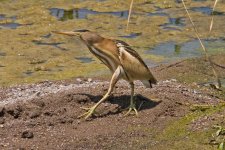 1Bittern Little (fem - ixobrychus minutus) 1 Tiskanias River Ford Lesvos 0905111LQ.jpg