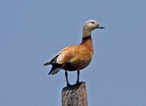 1Duck ruddy shelduck (tadorna ferruginea) 2 Napi Valley - north - Lesvos 1305111LQ.jpg