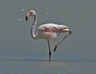 1Flamingo Greater (phoenicopterformes) 1 Polinichtous Lesvos 1005111LQ.jpg