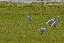1Egret Cattle (bubulcus ibis) 1 Skala Kaloni Saltpans wetlands Lesvos 0605111LQ.jpg
