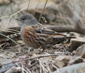 Alpine Accentor.jpg