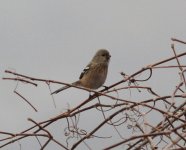 Long-tailed Rosefinch.jpg