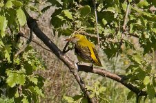 1Oriole Golden (Fem - oriolus oriolus) 1 Ipsilou Xroads Lesvos 0805111LQ.jpg