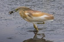 1Heron squacco ( ardeola ralloides ) 6 Kalloni Salt Pans Lesvos 1205111LQ.jpg