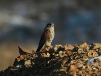 Eurasian Kestrel.jpg