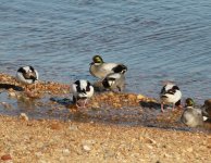 Falcated Ducks.jpg