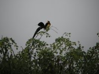 Eastern Paradise Whyday.jpg